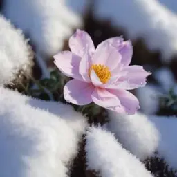 Copertina della canzone The Promise of the Rose in Winter's Forest