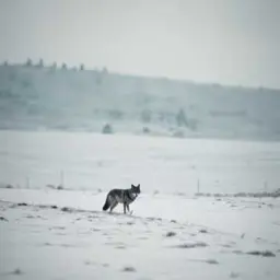 Couverture de la chanson снег