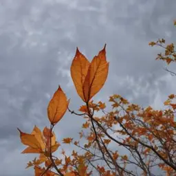 Copertina della canzone Я больше никого не жду