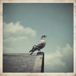 Cover of the song THE PIGEON DIES