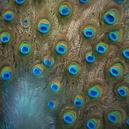 غلاف الاغنية Peacock's Flight