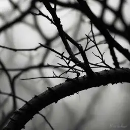 غلاف الاغنية   "Thorns of the Night"