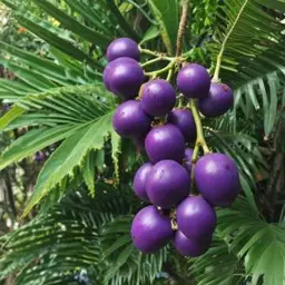 A dal borítója Frutos do Nordeste