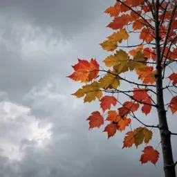 曲のカバー Meet me again in autumn 